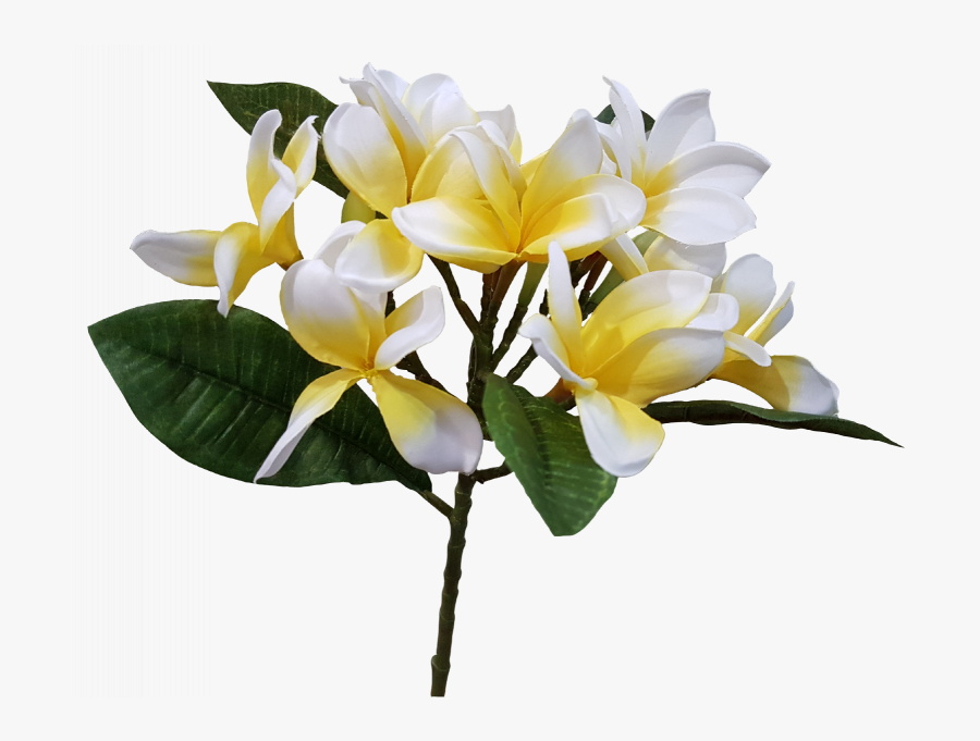 Cm Spray Silk - Transparent Picture Png Flower Frangipani, Transparent Clipart