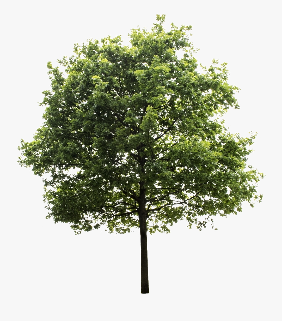 Trees Elevation For Photoshop, Transparent Clipart