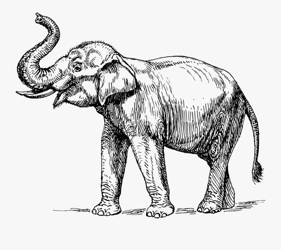 Elephant, Animal, Biology, Mammal, Zoology - Elephant Black And White, Transparent Clipart