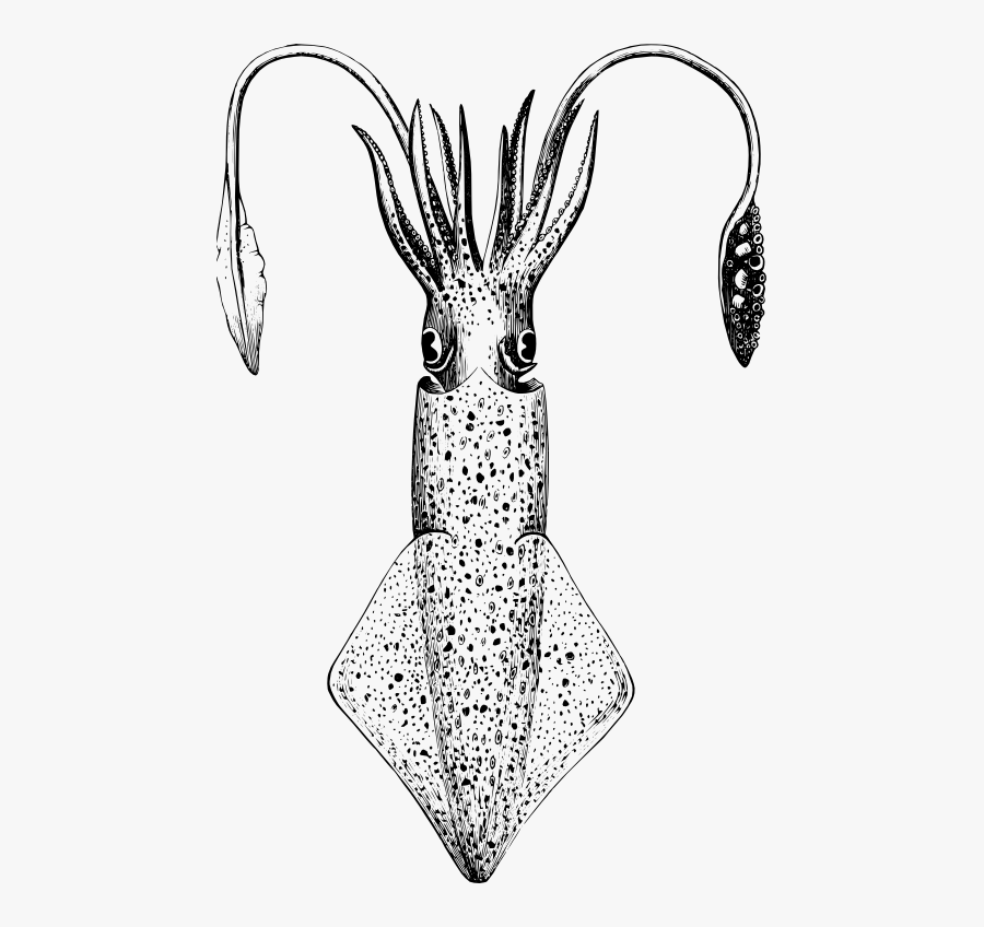 Transparent Tentacle Clipart - Loligo Vulgaris, Transparent Clipart