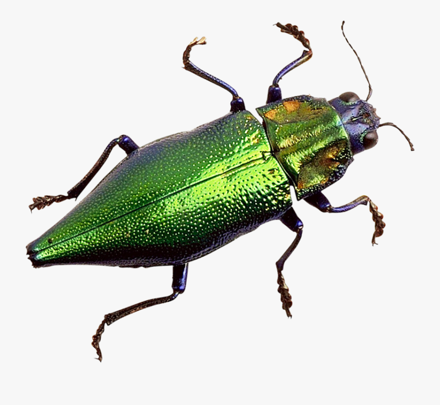 Transparent Bug, Transparent Clipart