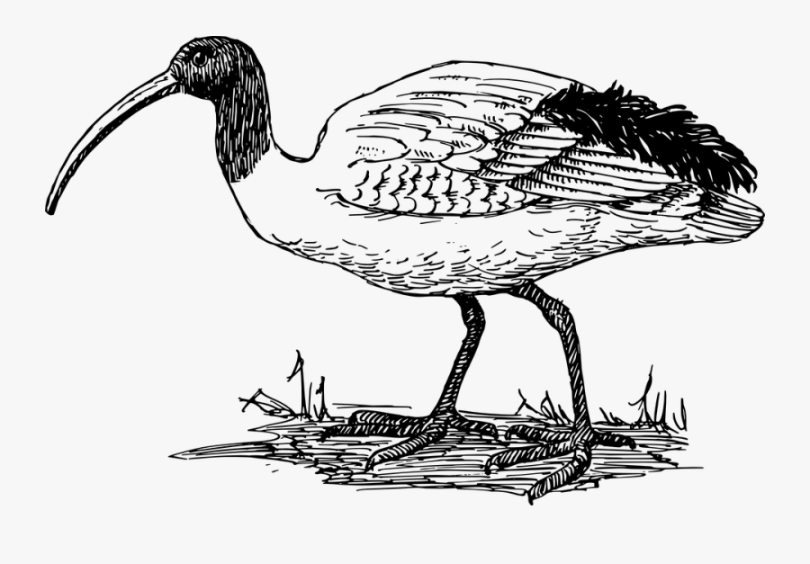 Ibis, Animal, Biology, Bird, Ornithology, Zoology - Ibis Clipart, Transparent Clipart