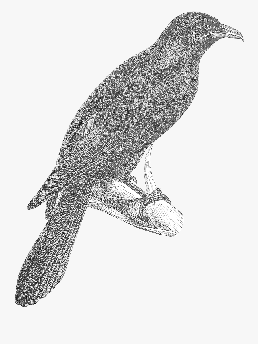 0108 Koel Bird Free Vintage Clip Artread More - Black And White Clipart Of Koel, Transparent Clipart