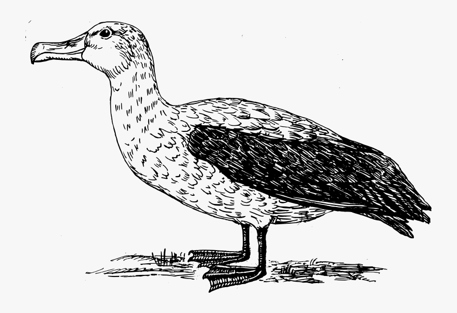 Albatross - Albatross Drawing, Transparent Clipart