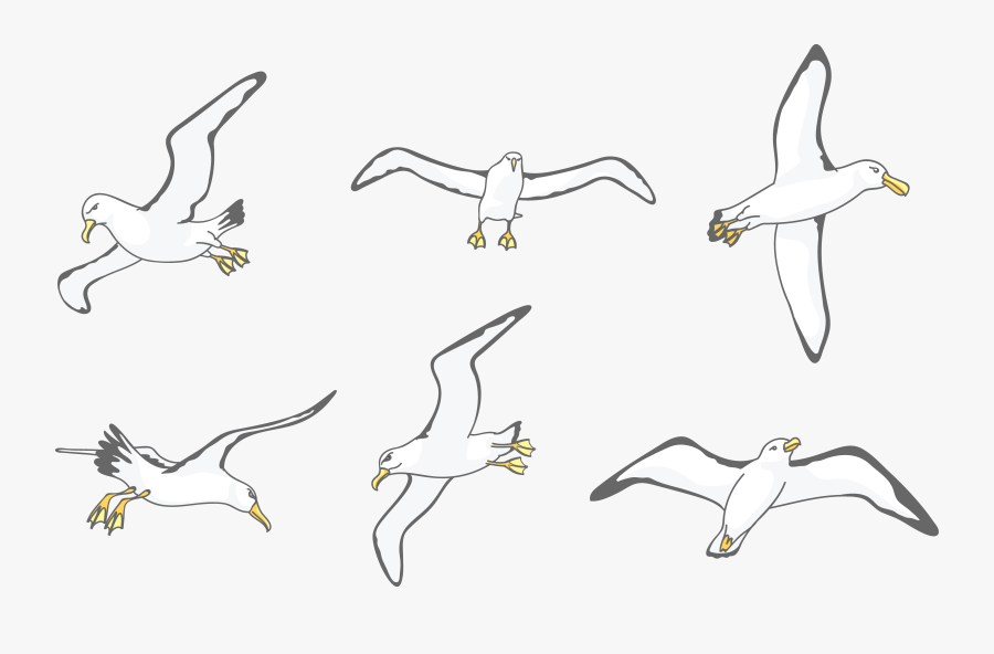 Download Albatross Drawing Wing - Flock, Transparent Clipart