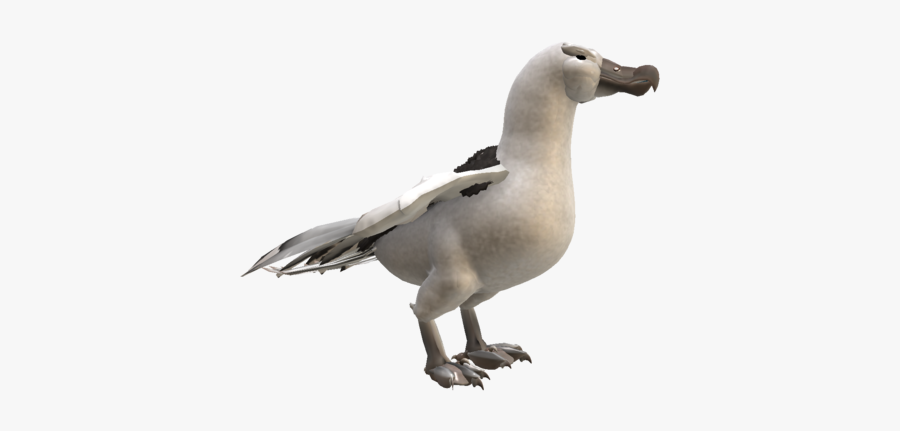 Albatross Png Hd - Albatross, Transparent Clipart