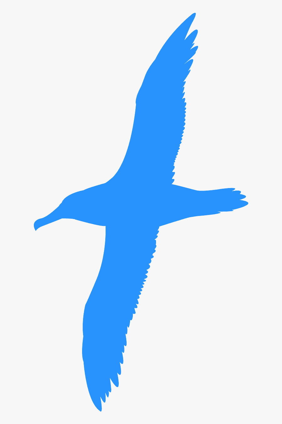 Gull, Transparent Clipart
