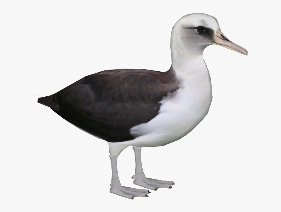 Albatross Transparent Background Png - Bird Zoo Tycoon 2, Transparent Clipart