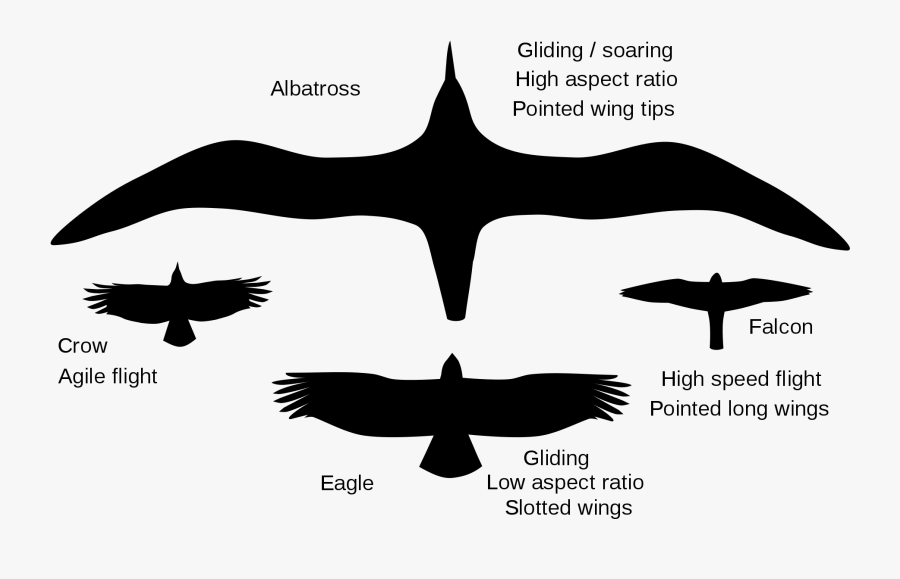 Image Library Download File Talk Flightsilhouettes - كيف ارسم طائر القطرس, Transparent Clipart