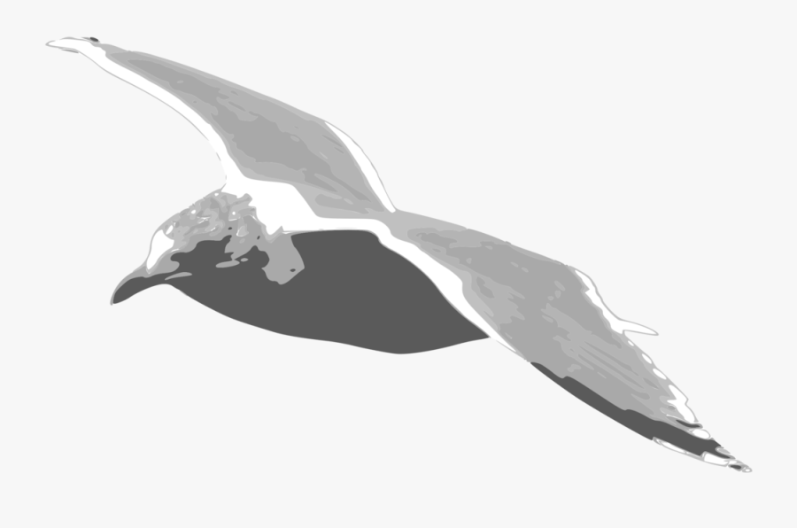 Seabird, Transparent Clipart