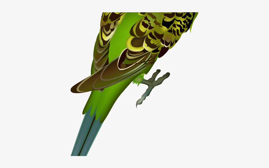Parakeet Png, Transparent Clipart