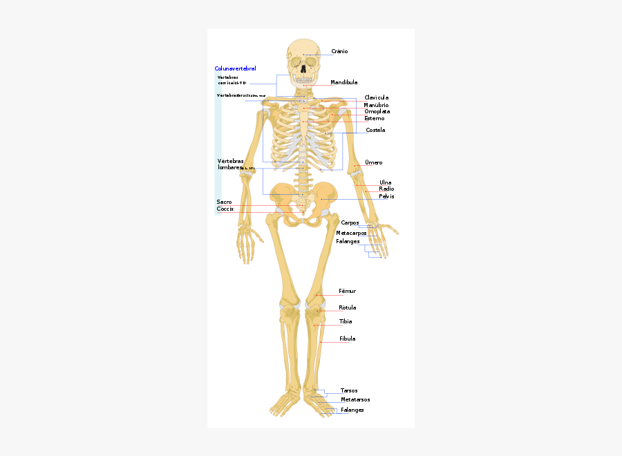 Human Skeleton Front, Transparent Clipart