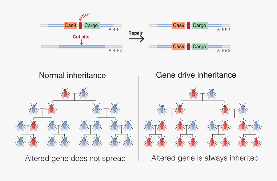 What Are Gene Drives How Scientists Fight Back Against - Crispr Based Gene Drive, Transparent Clipart