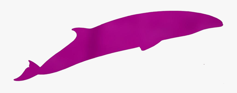 Transparent Whale Clipart, Whale Png Image - Cetacea, Transparent Clipart