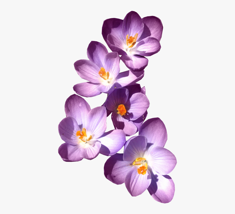 Filledesiles My Kingdom Is - Purple Flower No Background, Transparent Clipart