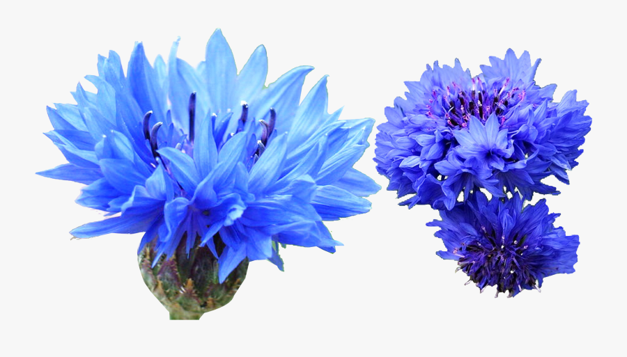 Lavender Clipart Indigo Plant - Cornflower Png, Transparent Clipart