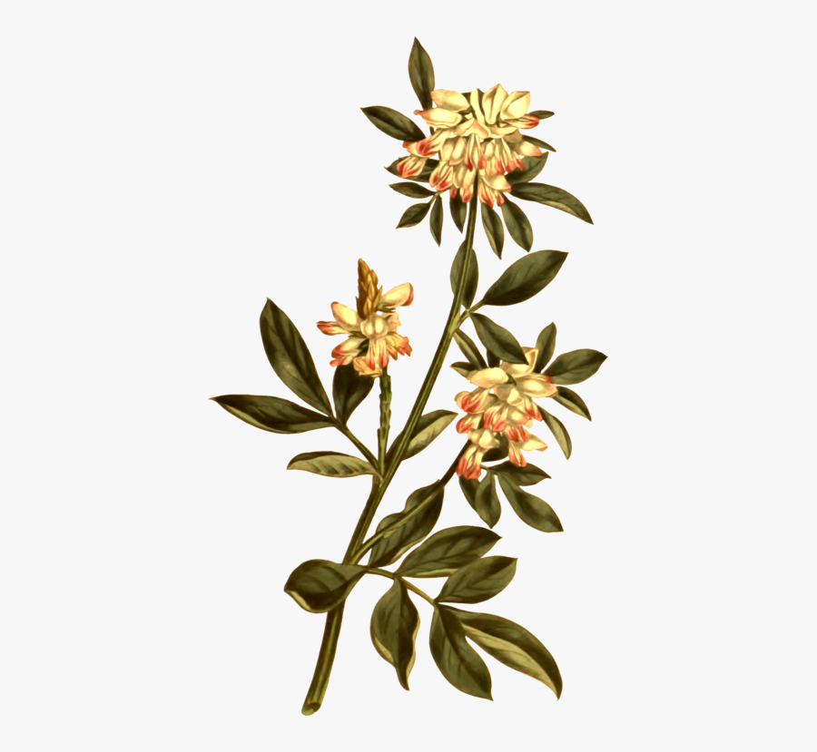 Illustration Botanical Png, Transparent Clipart