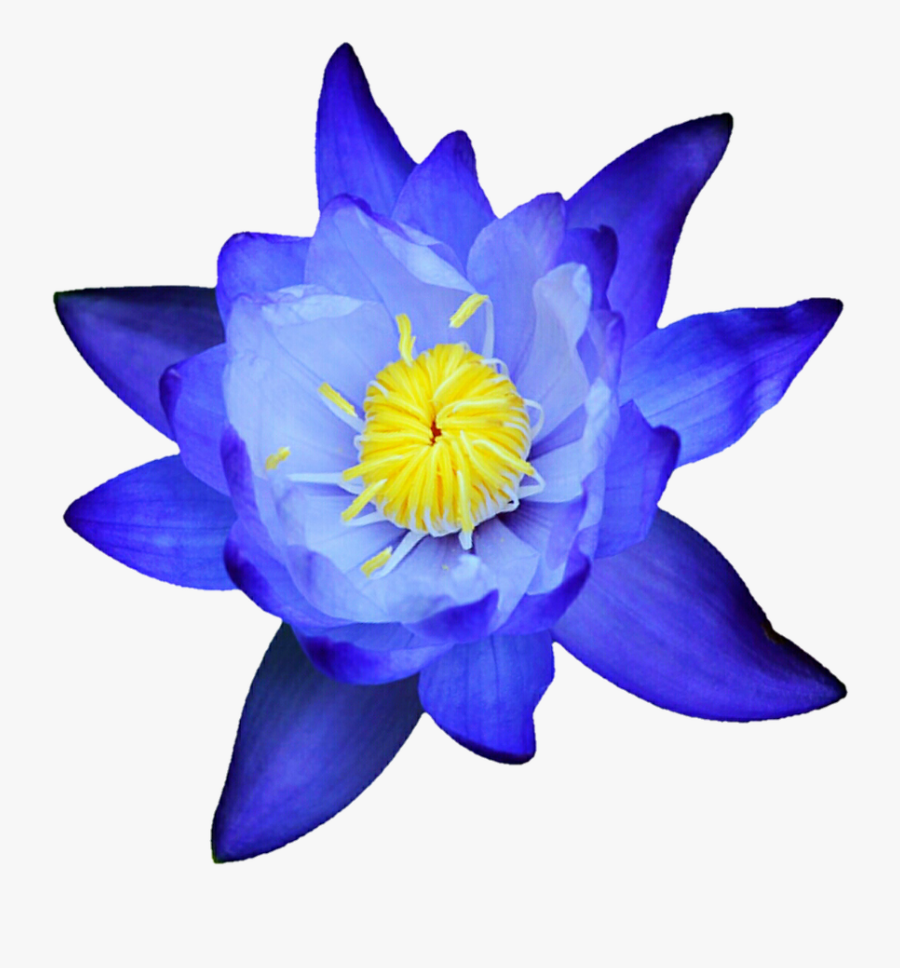 Water Lily, Transparent Clipart
