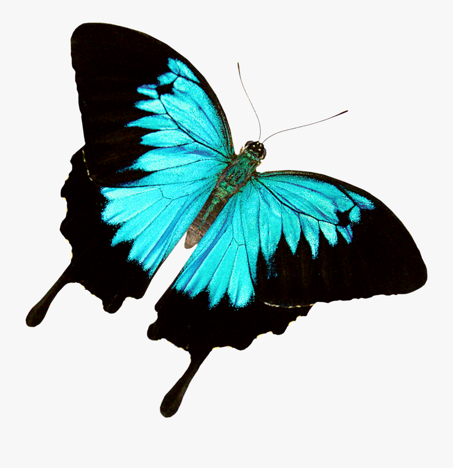 Clip Art Amazon Rainforest Butterfly - Real Butterflies Png, Transparent Clipart