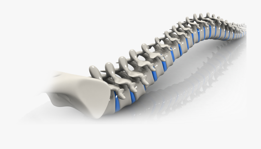 Chiropractic Spine Png - Dr Michelle Atkinson, Transparent Clipart