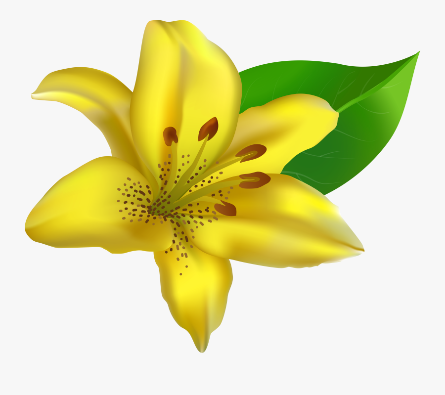 Lily Clipart Island Flower - Yellow Lily Clip Art, Transparent Clipart