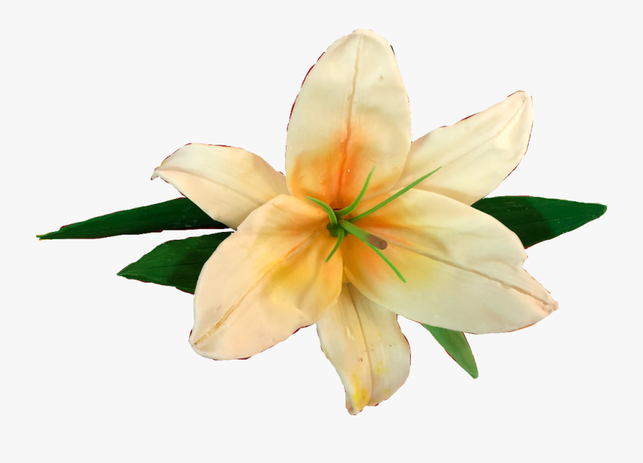 Transparent Lillies Png - Lily, Transparent Clipart