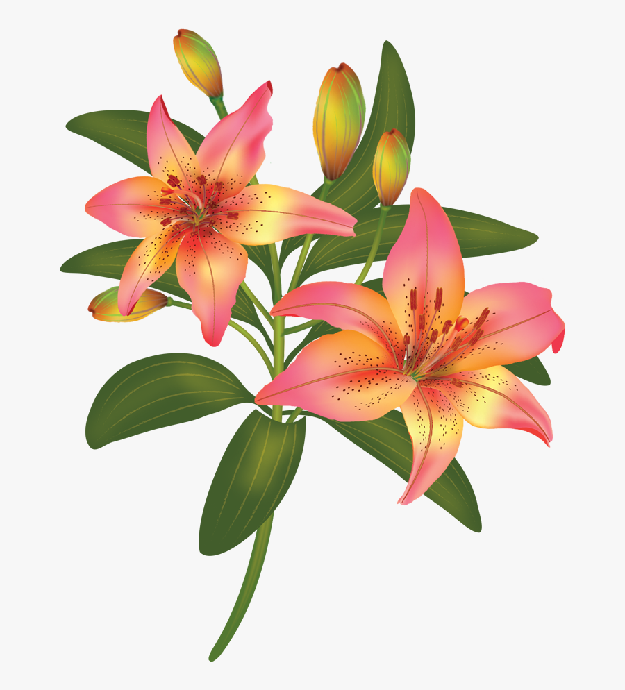 Vector Flowers Lily - 美麗 百合 花, Transparent Clipart