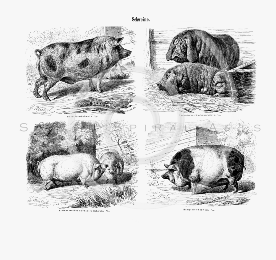 Transparent Farm Animals Png - Vintage Pics Of Pigs, Transparent Clipart