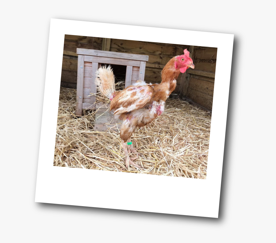 Rooster, Transparent Clipart