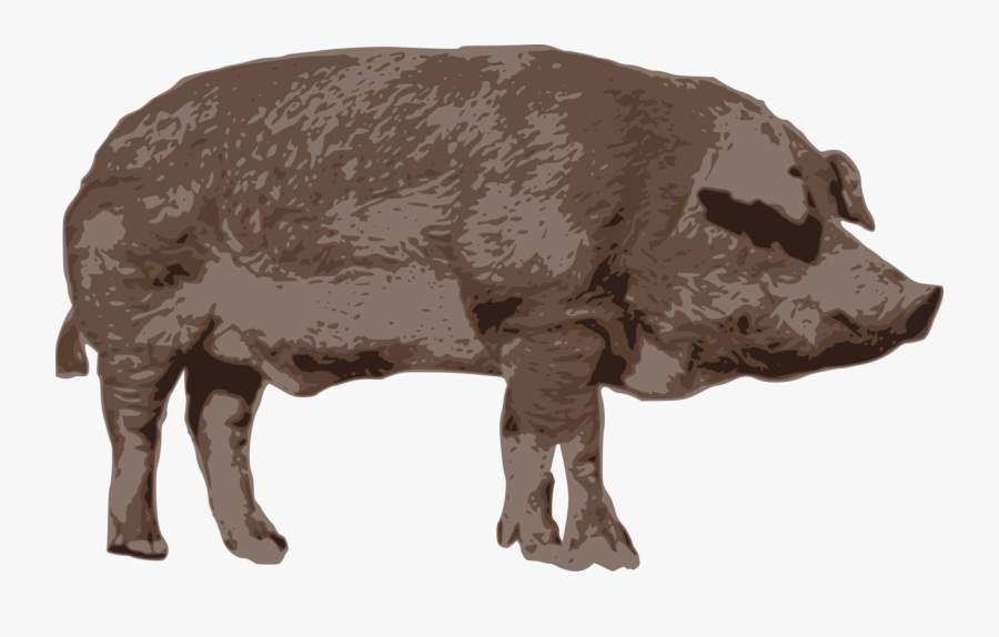 Animal - Domestic Pig, Transparent Clipart