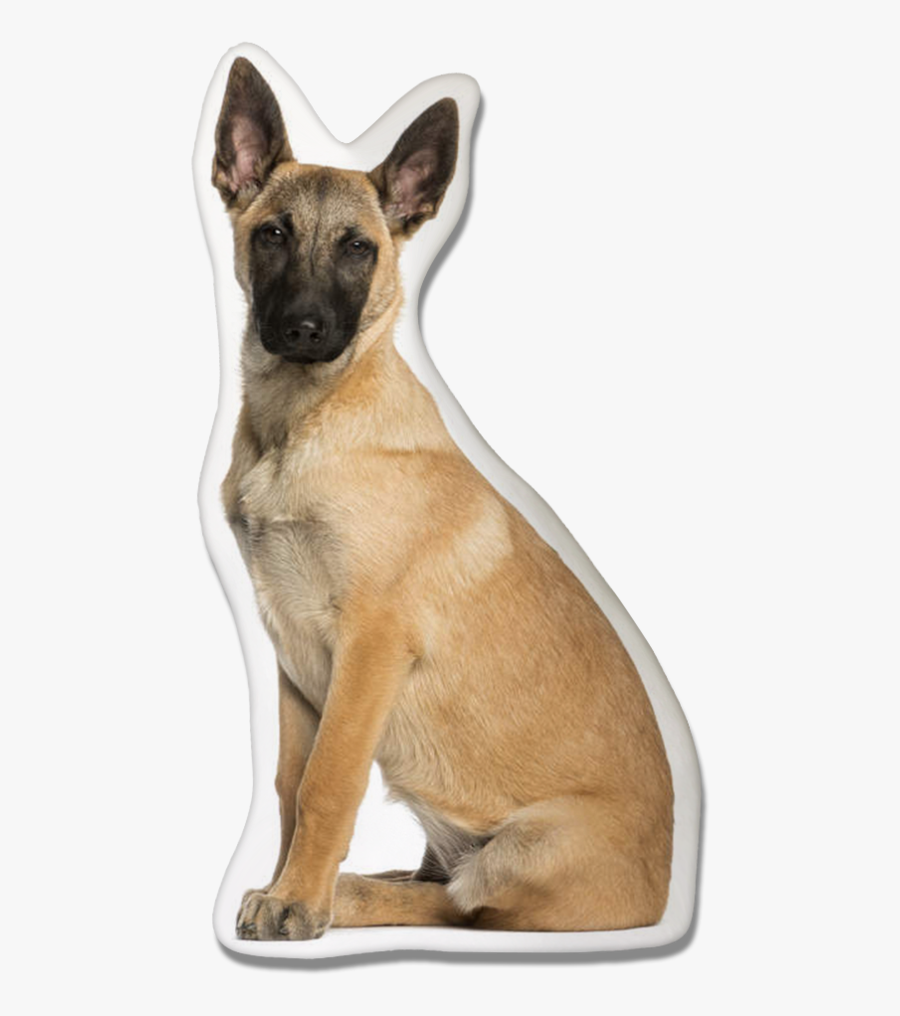 Pastor Malinois 5 Meses, Transparent Clipart