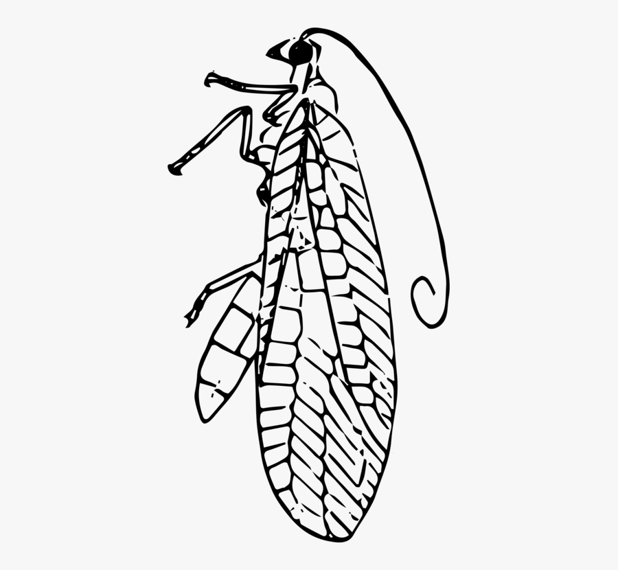 Art,monochrome Photography,shoe - Lacewing Clipart Black And White, Transparent Clipart