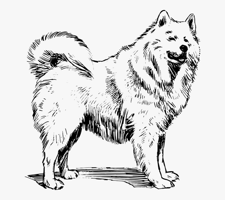 Dog, Husky, Animal, Biology, Mammal, Pet, Zoology - Canadian Eskimo Dog Drawing, Transparent Clipart