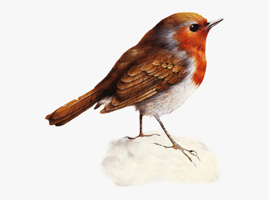 European Robin, Transparent Clipart