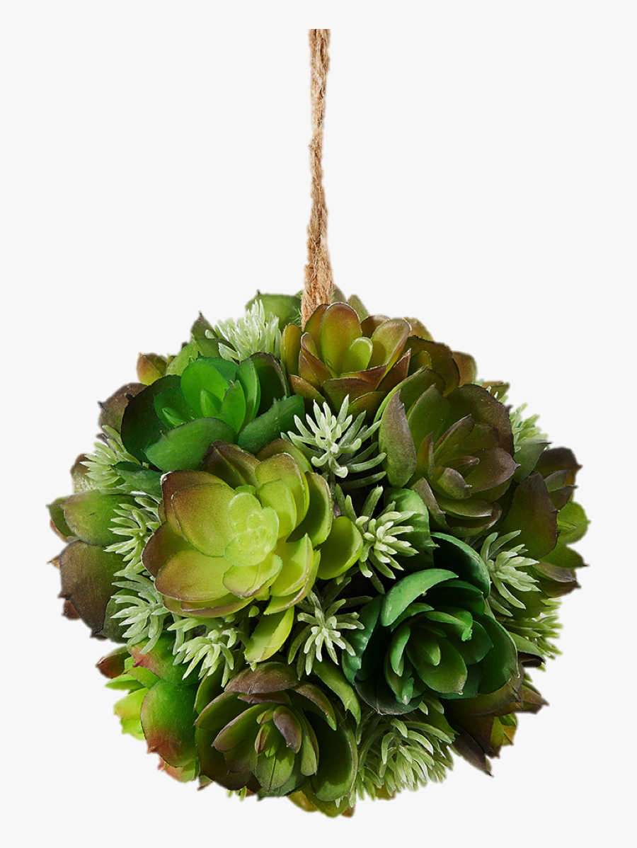 Succulent Plant - Succulent Ball, Transparent Clipart