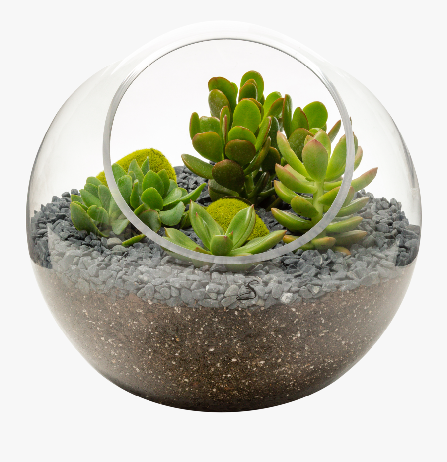 Succulent Vector Terrarium - Terrarium Png No Background, Transparent Clipart