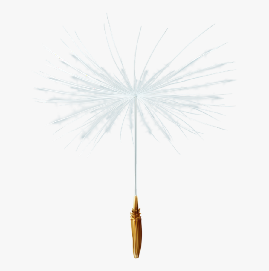 #natalya040 #dandelion #seed #freetoedit - White Pine, Transparent Clipart