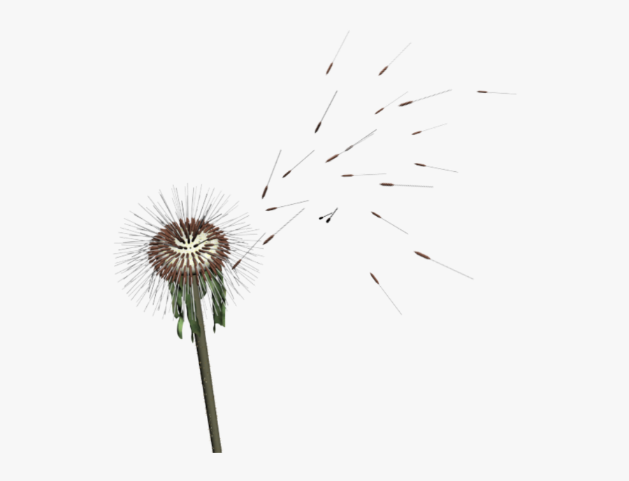 #dandelion#seed - Dandelion, Transparent Clipart