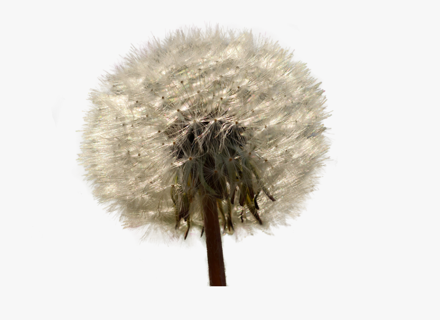 Dandelion, Nature, Isolated, Plant, Close Up, Seeds - Dandelion, Transparent Clipart