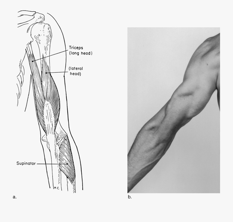 Line Art, Transparent Clipart