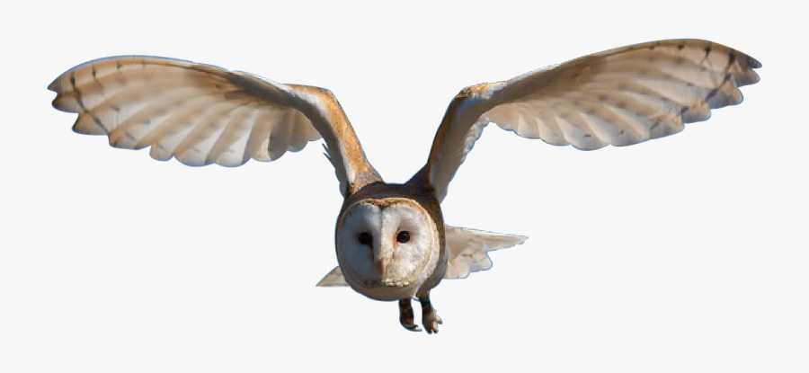 Owl Bird Nature - Barn Owl Png, Transparent Clipart