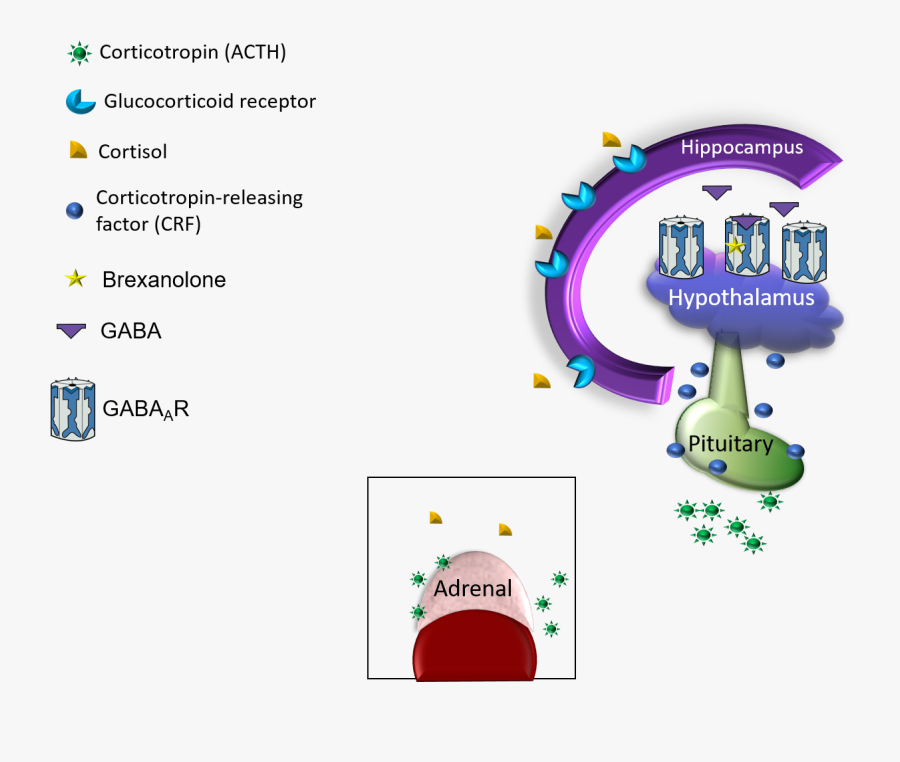 Zulresso Mechanism Of Action, Transparent Clipart