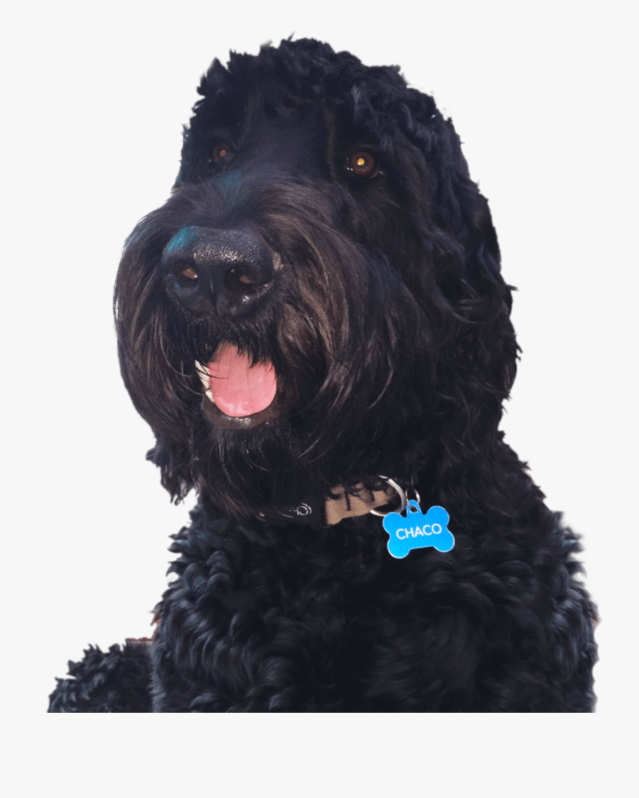 Chaco Dog - Labradoodle, Transparent Clipart
