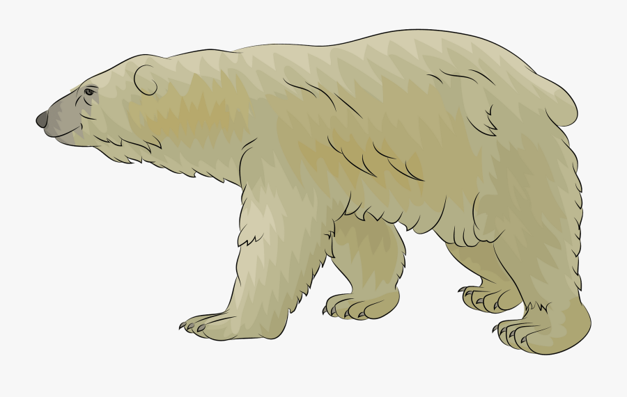 Polar Bear, Transparent Clipart