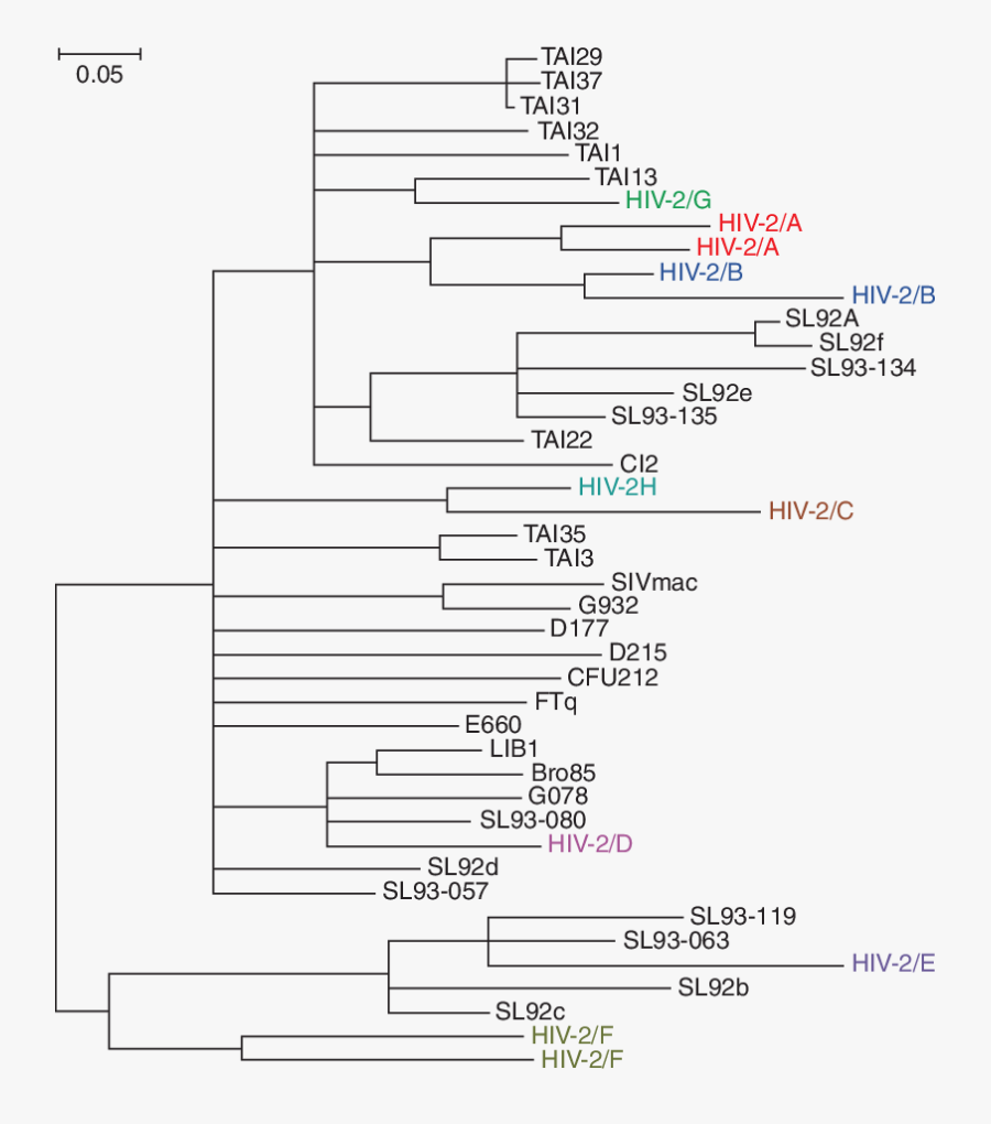 Hiv 2 Origins - Hiv Phylogeny, Transparent Clipart