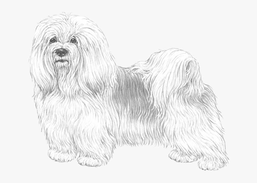 Bichon Havanais - Maltese, Transparent Clipart