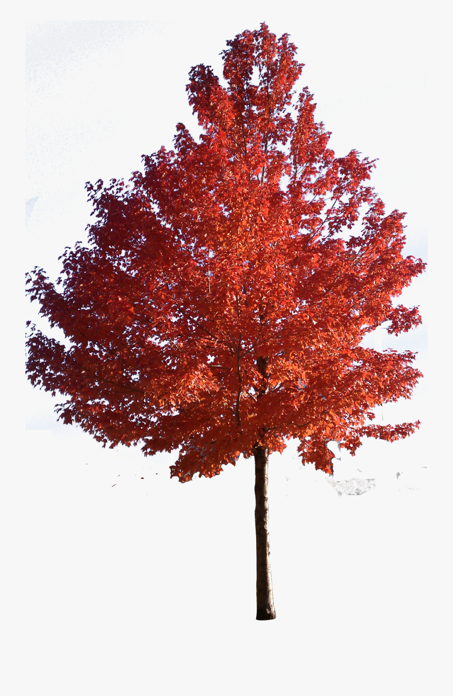 Tree Japanese Trees Sugar Red Maple Clipart - Red Maple Tree Png, Transparent Clipart
