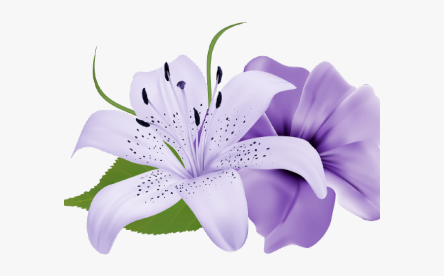 Lily Clipart Fuschia Flower - White And Purple Flowers Clipart, Transparent Clipart