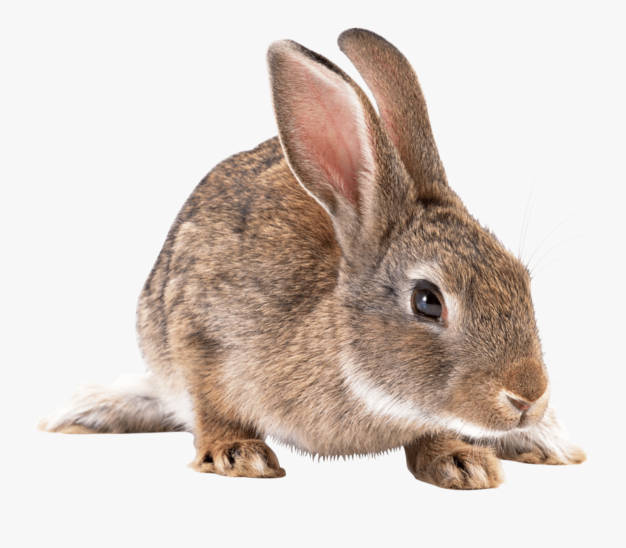 Rabbit Looking Down - European Rabbit Png, Transparent Clipart