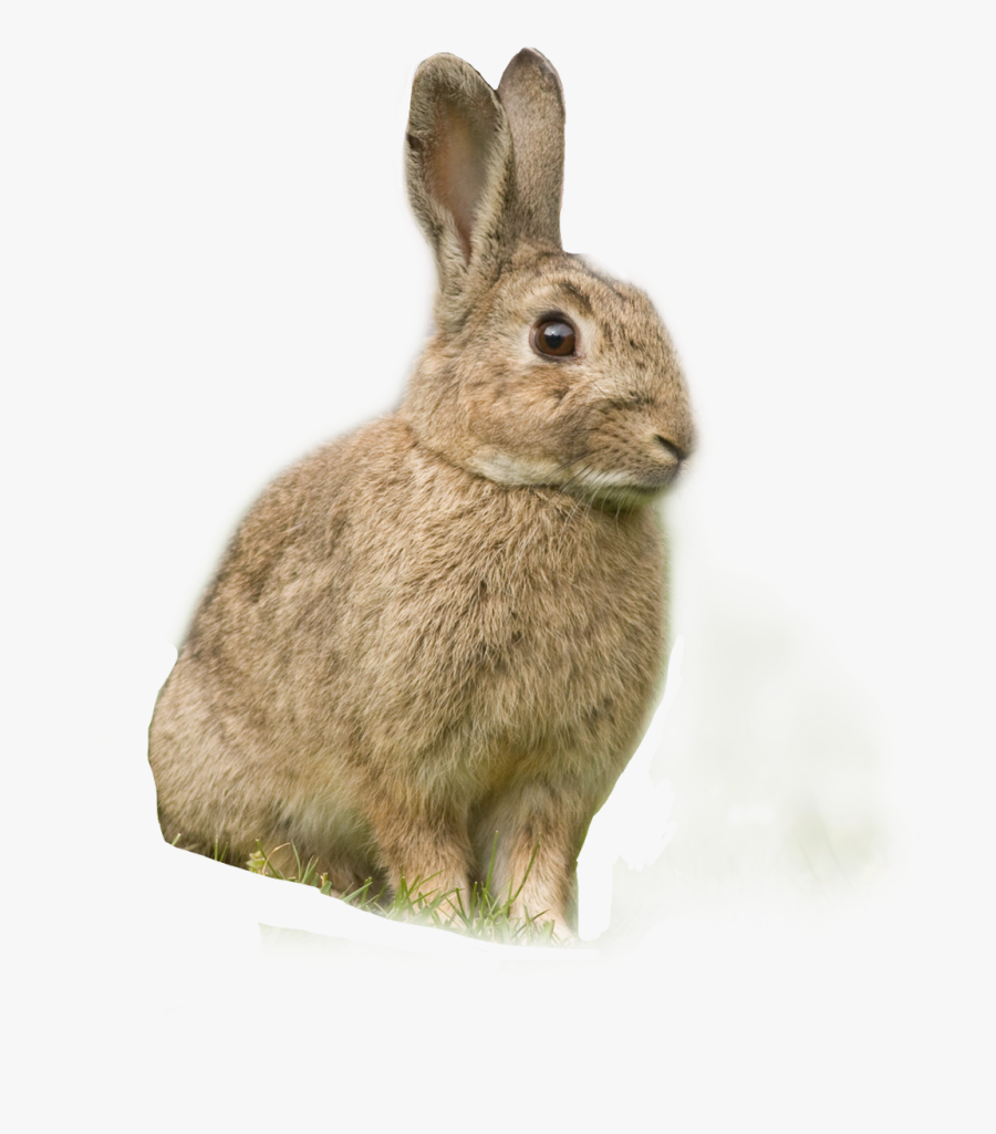#bunny #hare #rabbit #freetoedit - Animals In The First Fleet, Transparent Clipart